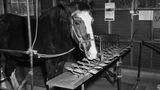 Das Pferd "Lady" in seinem Stall vor Hebeln mit Buchstaben darauf