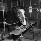 Das Pferd "Lady" in seinem Stall vor Hebeln mit Buchstaben darauf