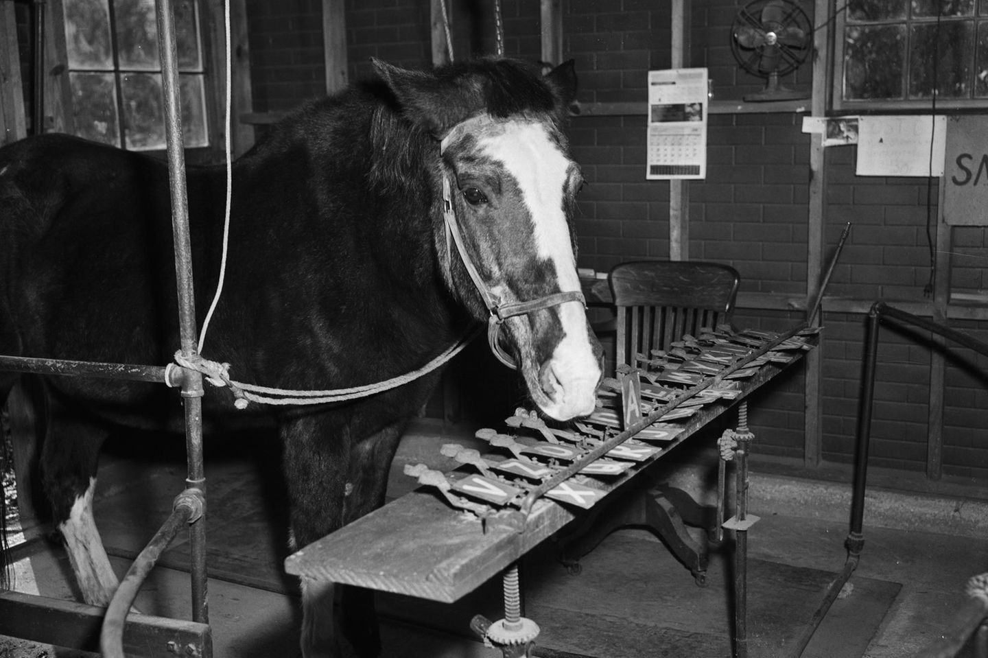 Das Pferd mit der Schreibmaschine: Lady Wonder Das Pferd "Lady" in seinem Stall vor Hebeln mit Buchstaben darauf