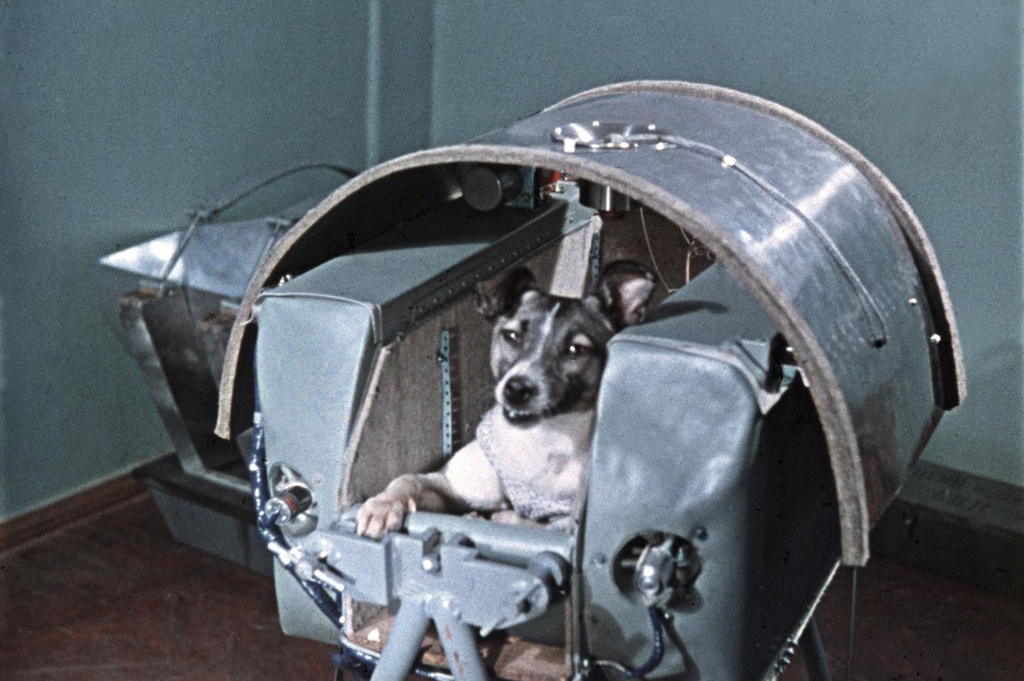 Leiden, um Erster zu sein: der Weltraumhund Laika Der Hund Laika in seiner Weltraum-Kapsel