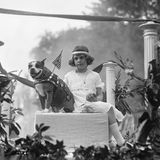 Der Hund "Sergeant Stubby" bei einer Parade
