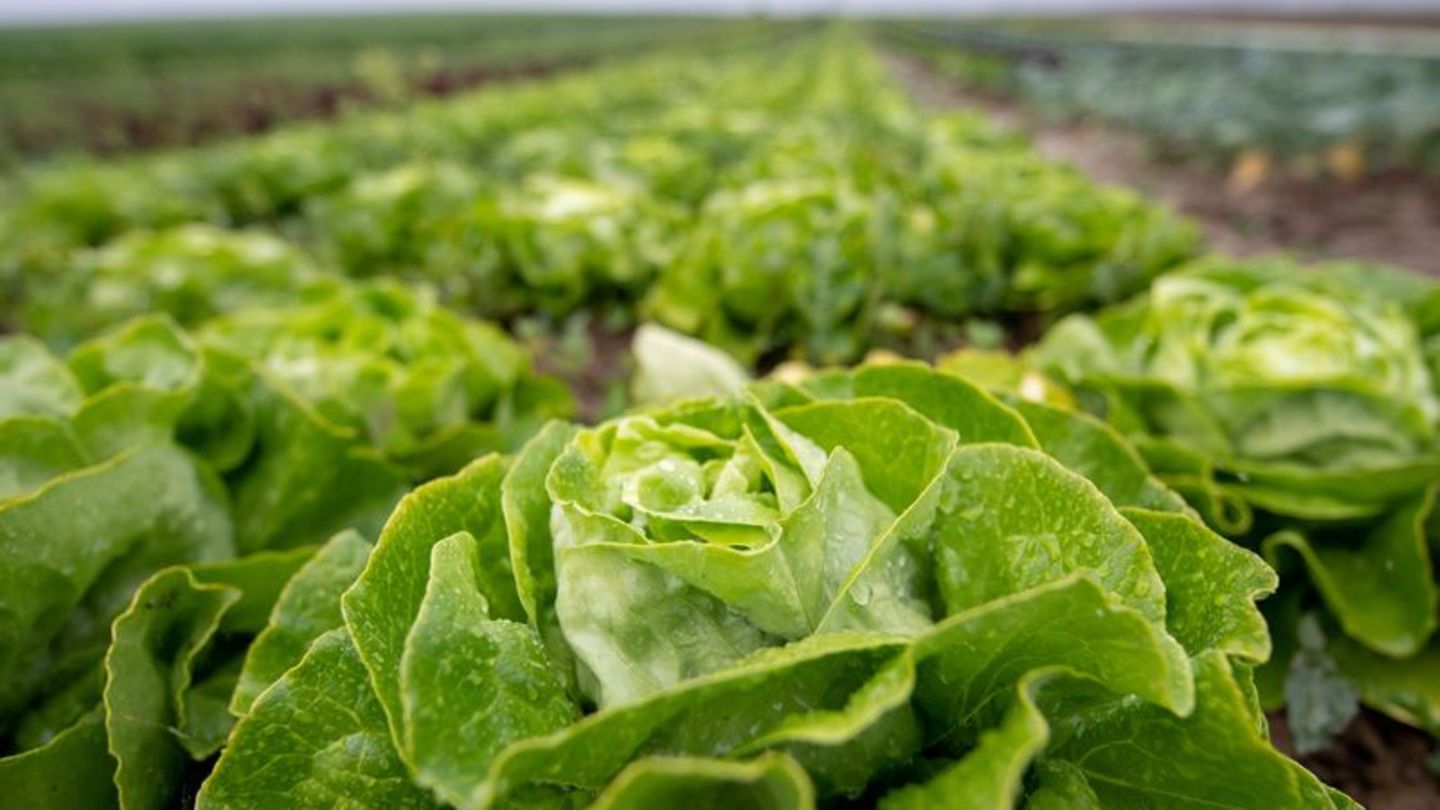 Blattsalat auf einem Feld