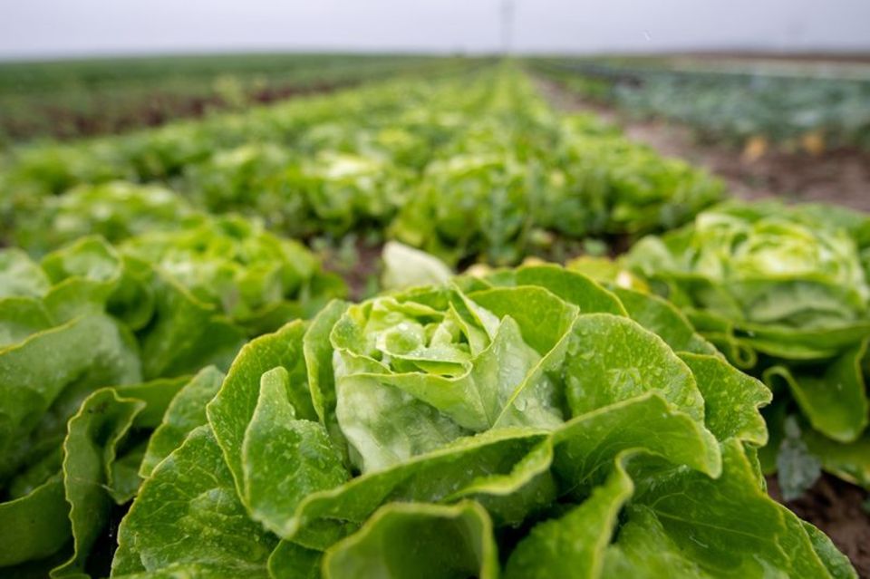 Blattsalat auf einem Feld