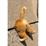 Wie in einem bekannten Videospiel sieht der gescheiterte Versuch der neugierigen Katze aus, sich durch ein Loch in der Wand zu zwängen. Fotograf Kenichi Moringa betitelte sein Foto deshalb "Cat in a trap like Super Mario".