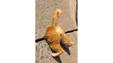 Wie in einem bekannten Videospiel sieht der gescheiterte Versuch der neugierigen Katze aus, sich durch ein Loch in der Wand zu zwängen. Fotograf Kenichi Moringa betitelte sein Foto deshalb "Cat in a trap like Super Mario".