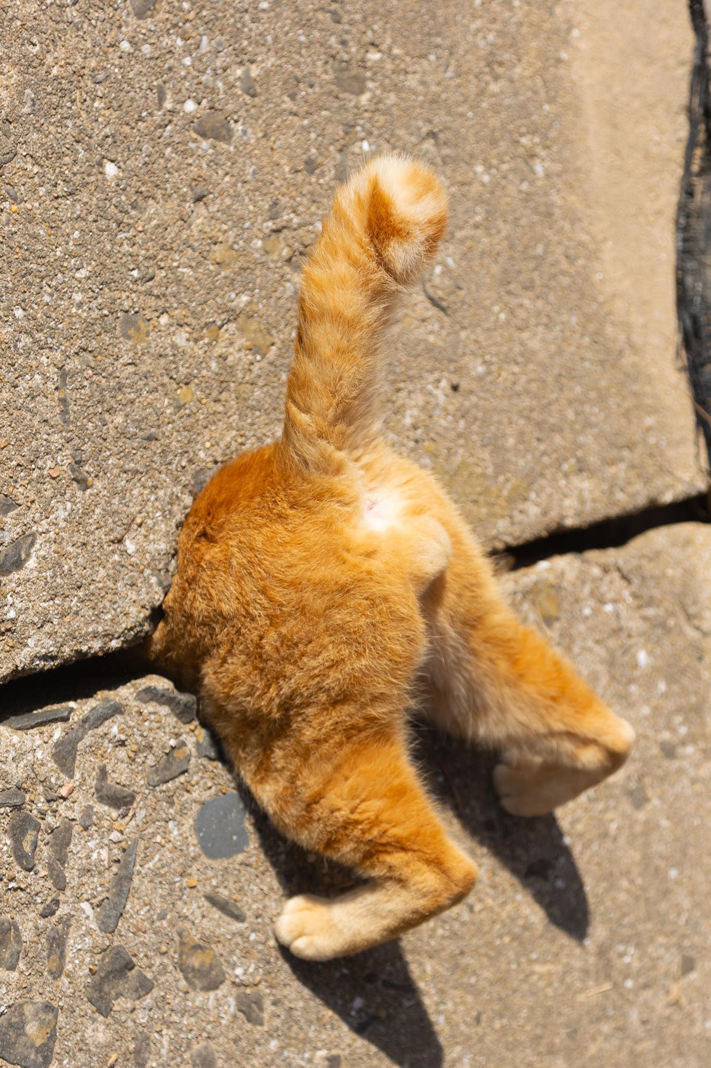 Wie in einem bekannten Videospiel sieht der gescheiterte Versuch der neugierigen Katze aus, sich durch ein Loch in der Wand zu zwängen. Fotograf Kenichi Moringa betitelte sein Foto deshalb "Cat in a trap like Super Mario".