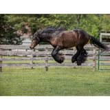 Action trifft Gemütlichkeit: Beim athletischen Sprung mit allen vier Beinen in der Luft wirkt der braune Wallach eher gelassen.