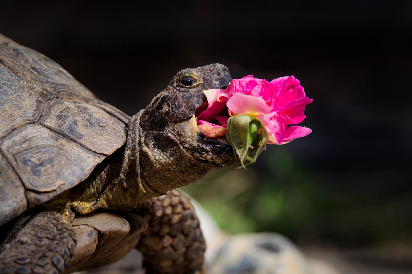 Mmm, lecker ... "Edgar" hat Blumen zum Fressen gern. Besitzerin Gertrude Jekyll pflanzt die Lieblingsblumen der Schildkröte deshalb selbst im Garten an. 