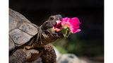 Mmm, lecker ... "Edgar" hat Blumen zum Fressen gern. Besitzerin Gertrude Jekyll pflanzt die Lieblingsblumen der Schildkröte deshalb selbst im Garten an. 