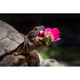 Mmm, lecker ... "Edgar" hat Blumen zum Fressen gern. Besitzerin Gertrude Jekyll pflanzt die Lieblingsblumen der Schildkröte deshalb selbst im Garten an. 