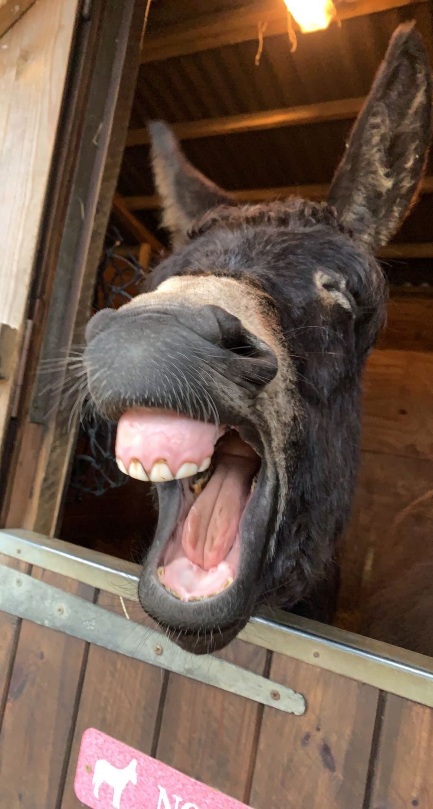 Bereit für ein Nickerchen: Esel "Benji" und sein herzhaftes Gähnen brachte es ebenfalls unter die Gewinnerbilder der Comedy Pet Photo Awards.