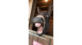 Bereit für ein Nickerchen: Esel "Benji" und sein herzhaftes Gähnen brachte es ebenfalls unter die Gewinnerbilder der Comedy Pet Photo Awards.
