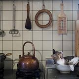 Körbchen beiseite, nirgends ist es bequemer als an den unpassendsten Orten: Das Kätzchen hat offenbar seinen neuen Lieblingsplatz gefunden.