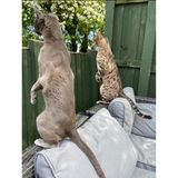 Na, was gibt's denn da zu sehen? Beinahe könnte man die zwei neugierigen Katzen für Erdmännchen halten, die ein wachsames Auge auf die Nachbarn werfen.