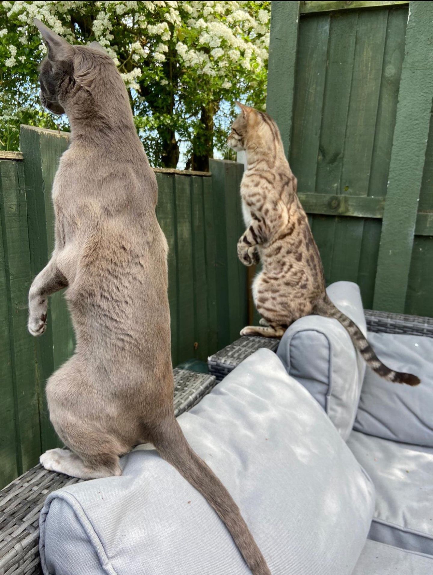 Na, was gibt's denn da zu sehen? Beinahe könnte man die zwei neugierigen Katzen für Erdmännchen halten, die ein wachsames Auge auf die Nachbarn werfen.