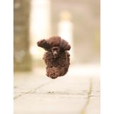 Ist es ein Vogel? Ist es ein Flugzeug? Nein, es ist ein Pudel! Was den flauschigen Vierbeiner für das dynamische Bild zur Höchstgeschwindigkeit antrieb, verrät uns Fotografin Julie Smith leider nicht. 