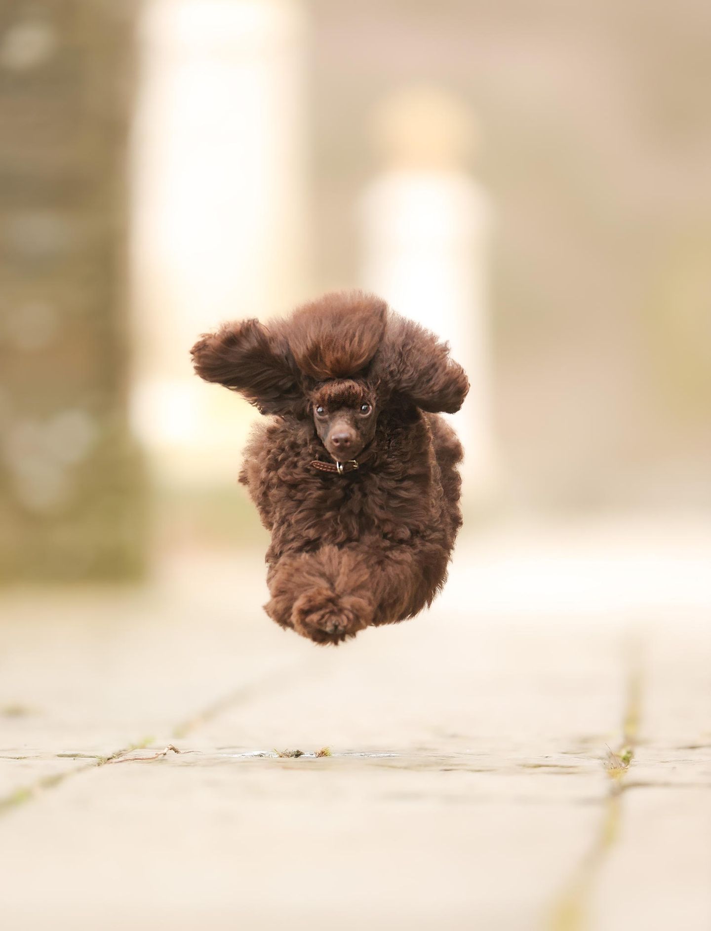 Ist es ein Vogel? Ist es ein Flugzeug? Nein, es ist ein Pudel! Was den flauschigen Vierbeiner für das dynamische Bild zur Höchstgeschwindigkeit antrieb, verrät uns Fotografin Julie Smith leider nicht. 
