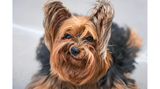 Von wegen nur klein und süß: Yorkshire Terrier "Barry" zeigt, dass er auch mal grimmig sein kann.