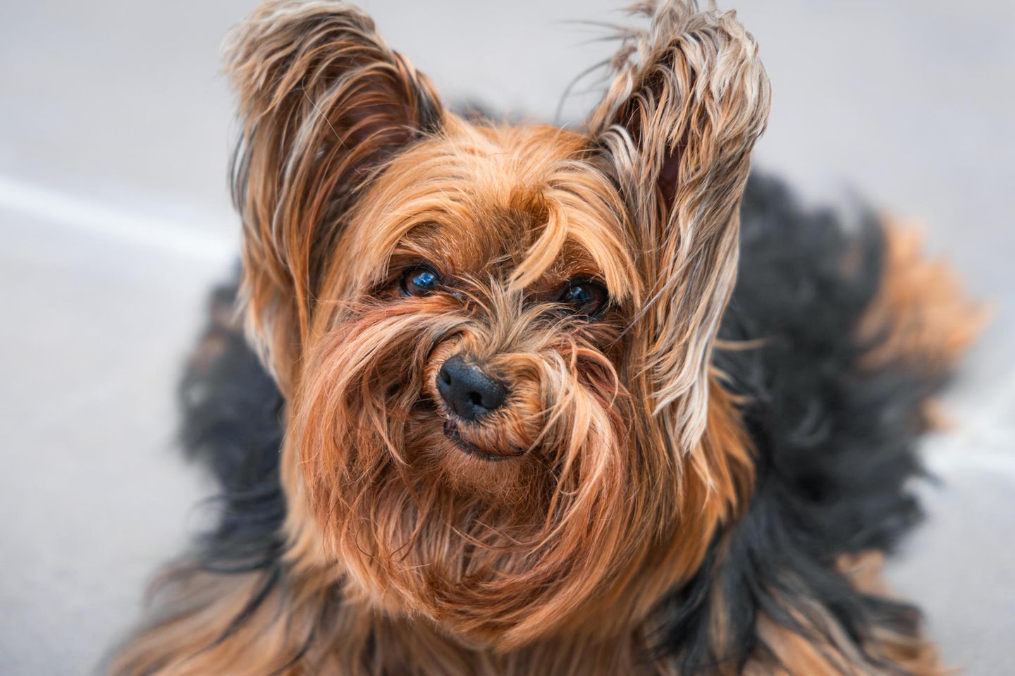 Von wegen nur klein und süß: Yorkshire Terrier "Barry" zeigt, dass er auch mal grimmig sein kann.