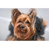 Von wegen nur klein und süß: Yorkshire Terrier "Barry" zeigt, dass er auch mal grimmig sein kann.