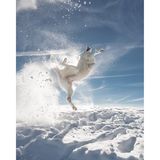 Ein paar Schneebälle werfen bei herrlichem Sonnenschein: Mehr braucht es nicht, um den Schweizer Schäferhund zu athletischen Kung-Fu-Posen zu animieren.