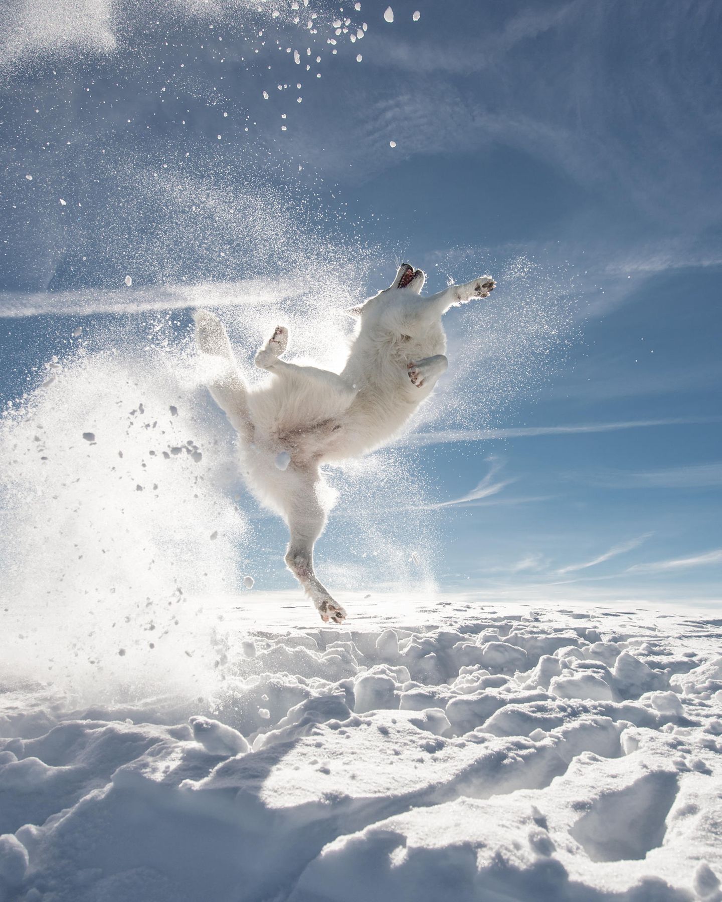 Ein paar Schneebälle werfen bei herrlichem Sonnenschein: Mehr braucht es nicht, um den Schweizer Schäferhund zu athletischen Kung-Fu-Posen zu animieren.