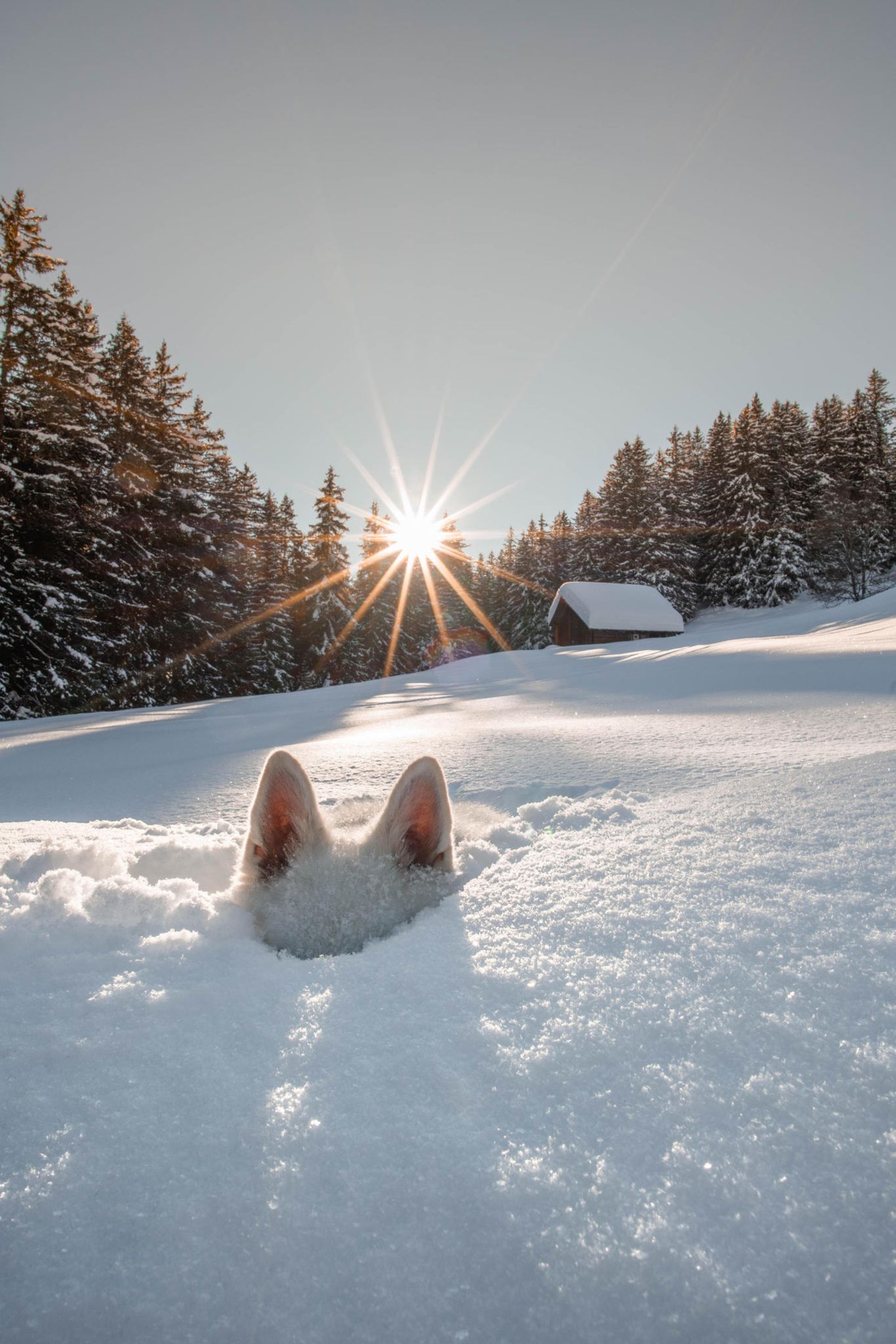 Fast perfekt getarnt im Tiefschnee – wären da nicht die flauschigen Hundeohren, die beim Versteckspiel noch herausragen.