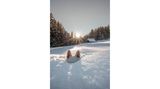 Fast perfekt getarnt im Tiefschnee – wären da nicht die flauschigen Hundeohren, die beim Versteckspiel noch herausragen.
