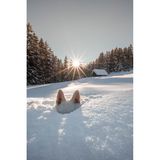 Fast perfekt getarnt im Tiefschnee – wären da nicht die flauschigen Hundeohren, die beim Versteckspiel noch herausragen.