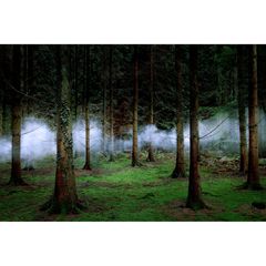 In Nebel gehüllte Bäume: eine Arbeit der Künstlerin und Fotografin Ellie Davies