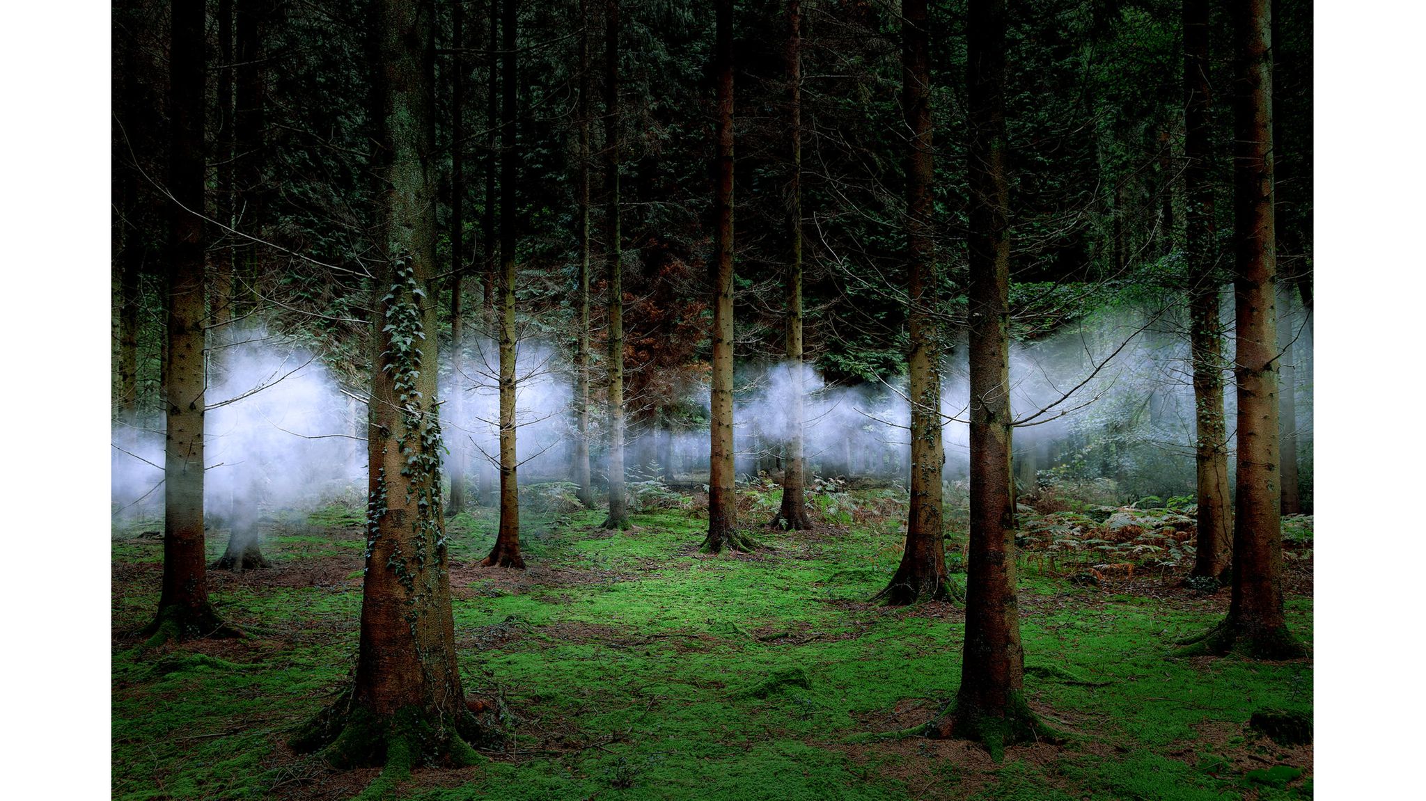 In Nebel gehüllte Bäume: eine Arbeit der Künstlerin und Fotografin Ellie Davies