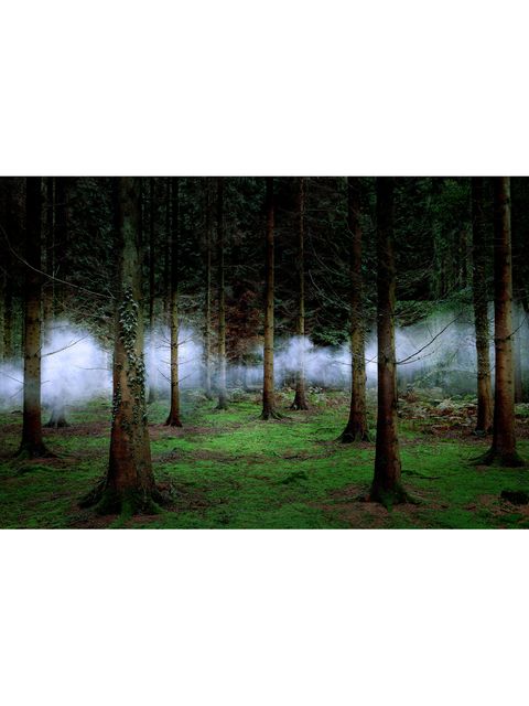In Nebel gehüllte Bäume: eine Arbeit der Künstlerin und Fotografin Ellie Davies