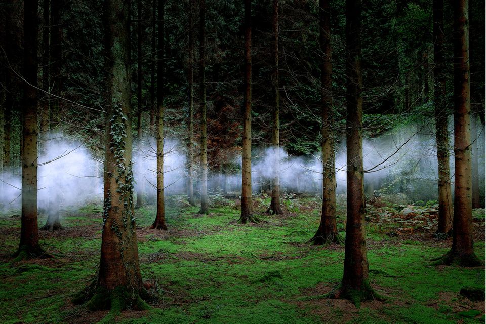 In Nebel gehüllte Bäume: eine Arbeit der Künstlerin und Fotografin Ellie Davies 1.4993