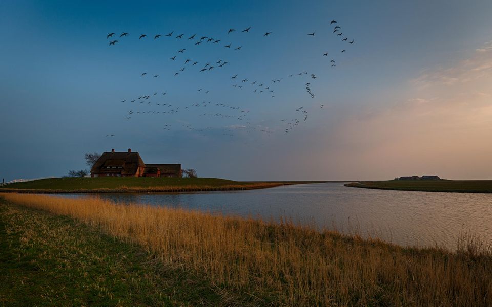 Anblick einer Hallig mit Wasser und Grasland