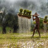 Mann in Asien bei Feldarbeit auf Reisfeld