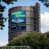 Spektakuläre Bilder präsentiert auch der Gasometer Oberhausen in einer Ausstellung, bei der GEO Medienpartner ist. Anhand teils noch nie gezeigter Fotos und Filme demonstriert "Planet Ozean" die Vielfalt des Lebens in den Meeren unserer Erde. Nicht nur die Augen werden dabei angesprochen: Im "Ocean Sound Raum" tauchen die Besucherinnen und Besucher in einzigartige Klangwelten ein. Hier ploppt, knistert, kracht es, wenn Abertausende Krustentiere, ein Schwarm Kabeljaue oder die Bewohner von Korallenriffen ihre per Mikrofon erlauschten Lebenszeichen erklingen lassen. GEO-Reporter Dirk Steffens spricht zudem den Audioguide, der durch die Bildergalerie führt. Höhepunkt der Ausstellung stellen überdimensionale Leinwände dar, die als Projektionsfläche für die beeindruckende Meereswelt dienen. Ganz ohne Pressluftflasche und Atemmaske kann das Publikum so riesigen Fischschwärmen oder Meeresgiganten begegnen. Die Ausstellung läuftmindestens bis 30. Dezember 2024. Weitere Infos finden Sie hier.