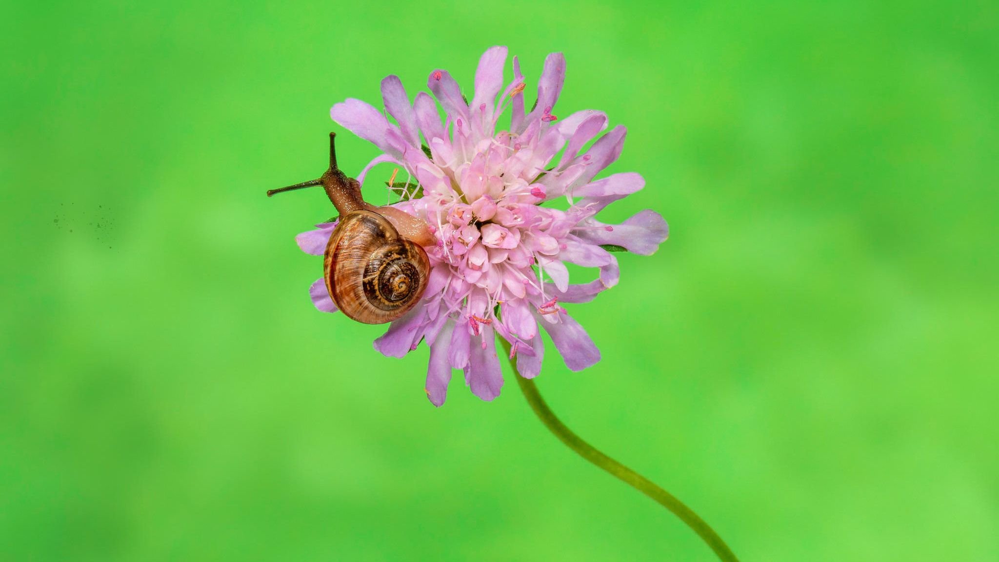 Schnecke auf Blüte