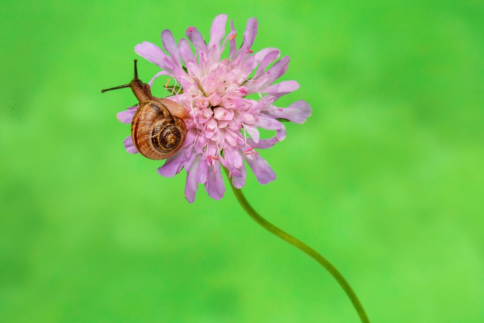 Schnecke auf Blüte