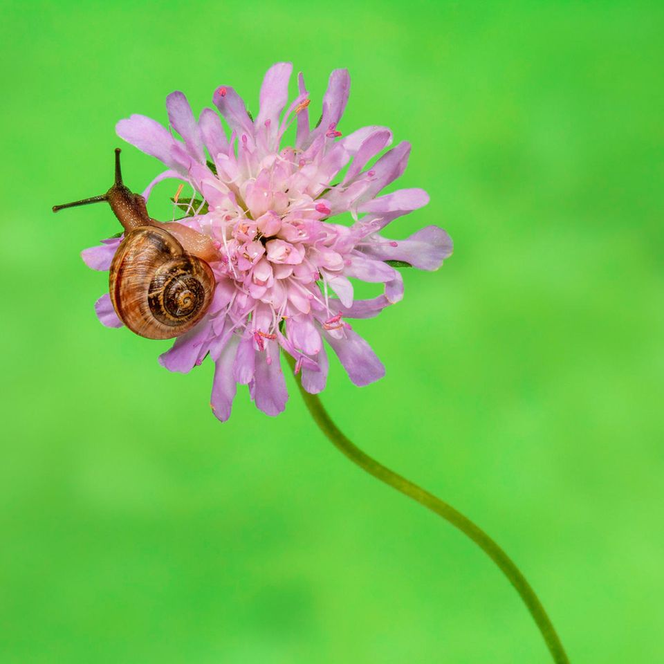 Schnecke auf Blüte