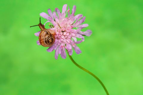 Die Spanische Wegschnecke Deswegen ist sie so schwer zu bekämpfen [GEO]