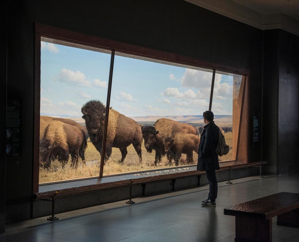 American Museum of Natural History, New York, USA