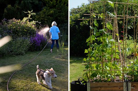 Autorin Meike Winnemuth wässert ihren Garten, während Foxterrier Fiete das Terrain erkundet