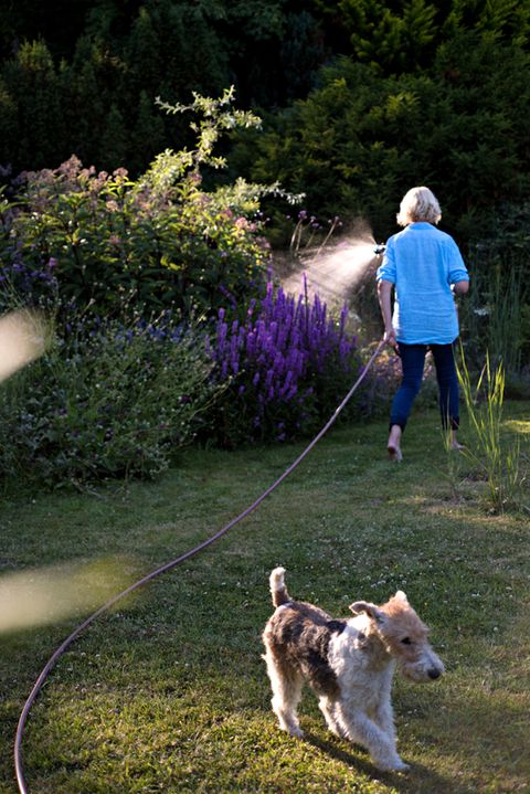 Autorin Meike Winnemuth wässert ihren Garten, während Foxterrier Fiete das Terrain erkundet