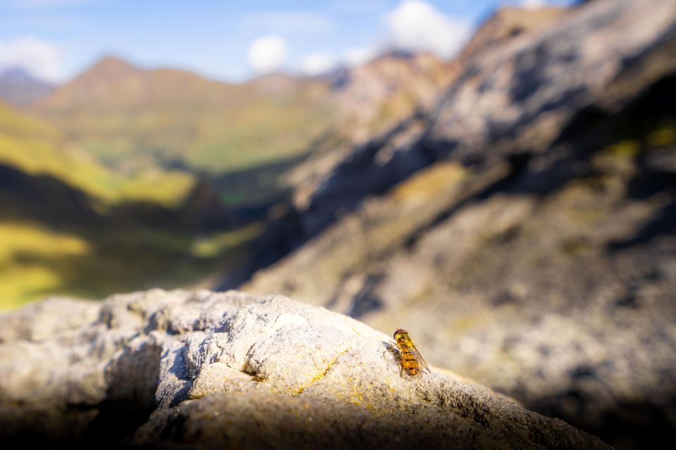 Eine Hainschwebfliege (Episyrphus balteatus) ruht sich an einem Gebirgspass in den Pyrenäen aus: Mehr als 17 Millionen Insekten wandern im Herbst durch die 30 Meter niedriger liegende Lücke zwischen zwei Gipfeln an der Grenze zwischen Frankreich und Spanien gen Süden