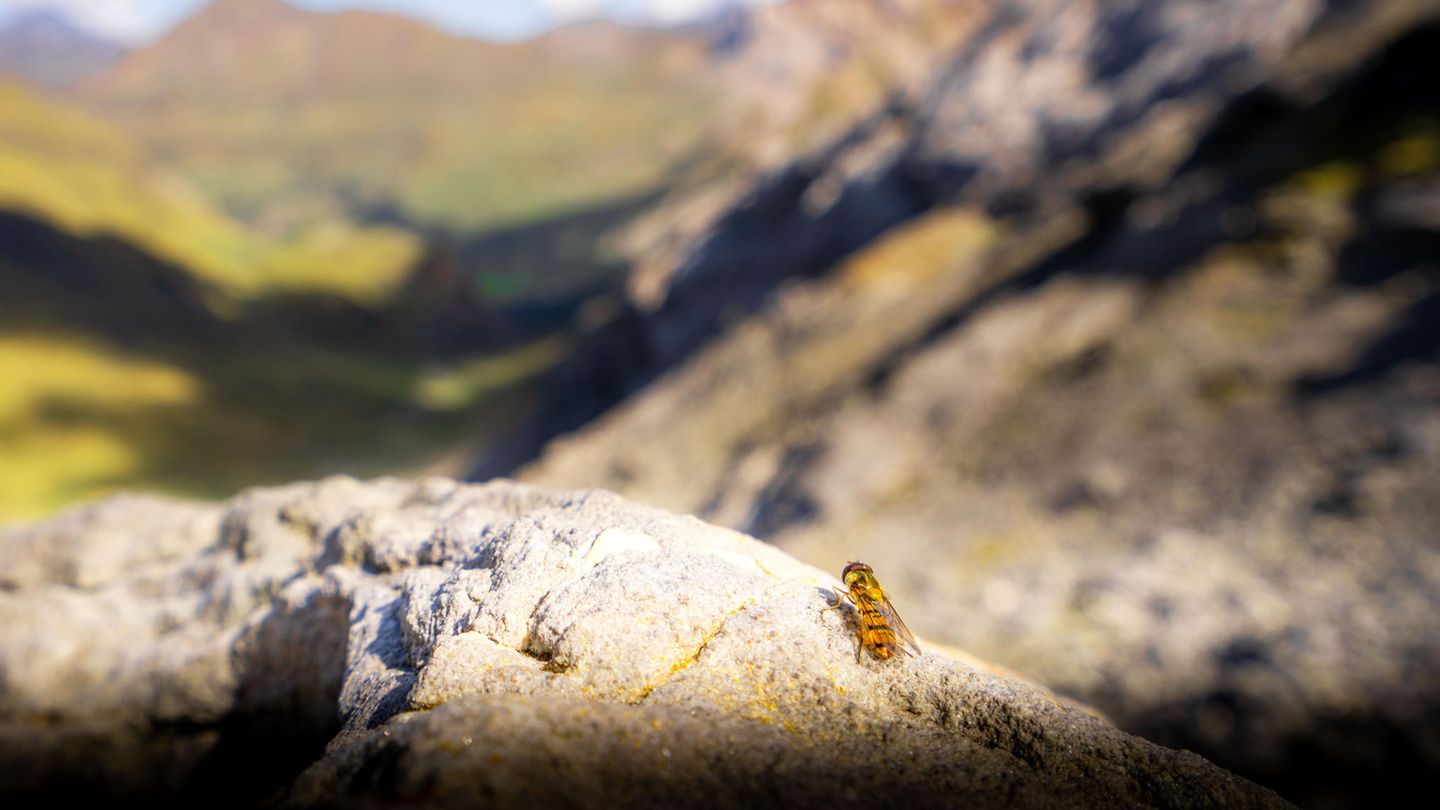 Eine Hainschwebfliege (Episyrphus balteatus) ruht sich an einem Gebirgspass in den Pyrenäen aus: Mehr als 17 Millionen Insekten wandern im Herbst durch die 30 Meter niedriger liegende Lücke zwischen zwei Gipfeln an der Grenze zwischen Frankreich und Spanien gen Süden