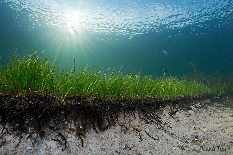 Forscher haben in der Ostsee einen Seegrasklon entdeckt, der mehr als 1400 Jahre alt ist. Es ist die älteste bisher bekannte Meerespflanze