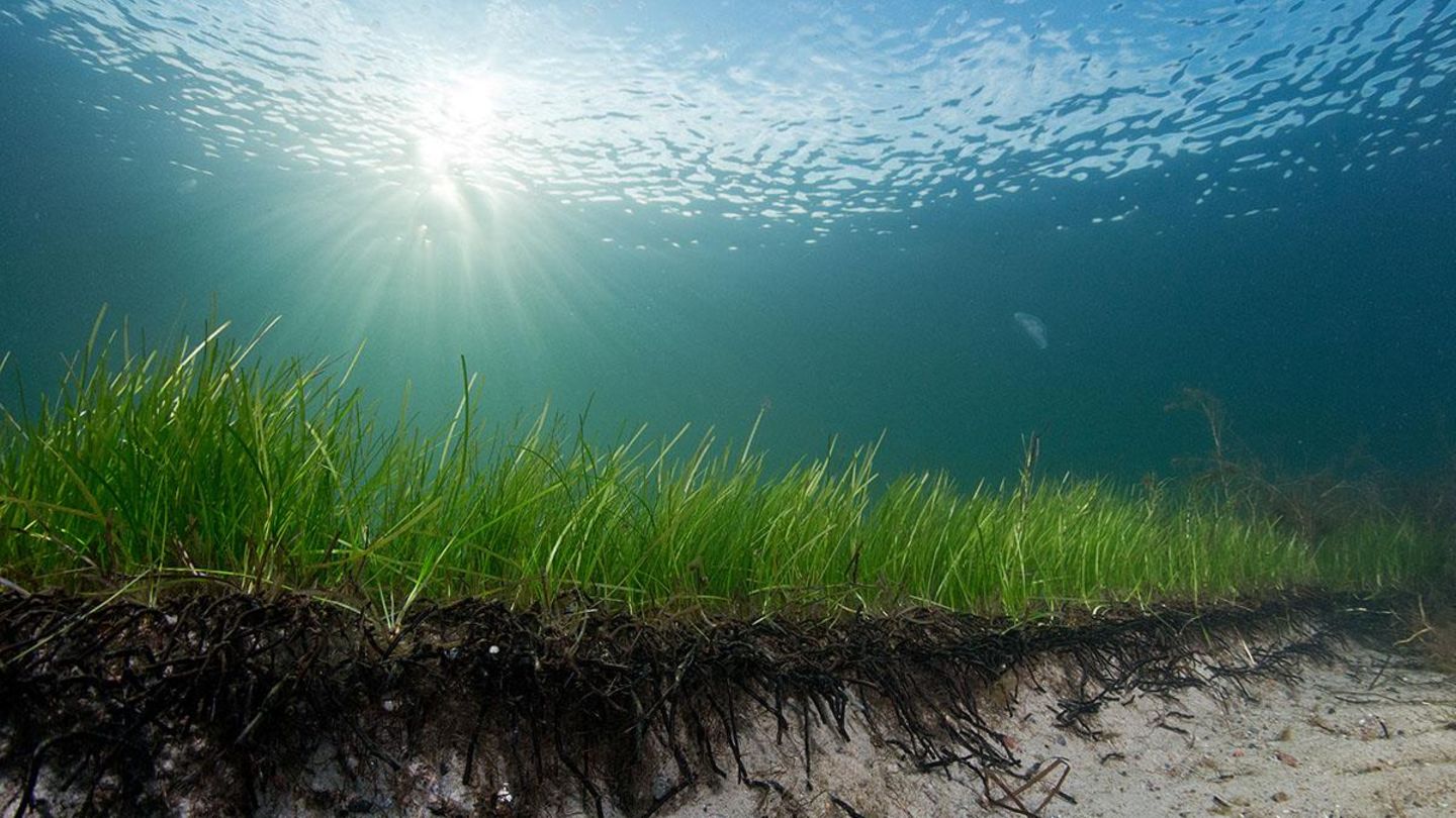 Forscher haben in der Ostsee einen Seegrasklon entdeckt, der mehr als 1400 Jahre alt ist. Es ist die älteste bisher bekannte Meerespflanze