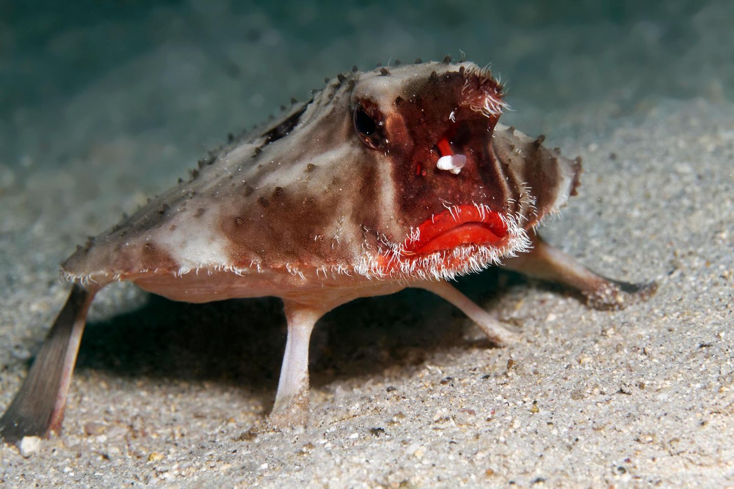 Seefledermaus: Stachliger Meeresbewohner Unterwasserfoto: Seefledermaus auf sandigem Grund