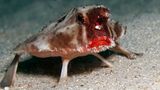 Unterwasserfoto: Seefledermaus auf sandigem Grund