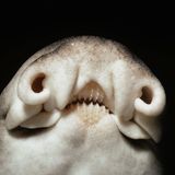 Port-Jackson-Stierkopfhai